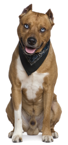 standard di razza amstaff