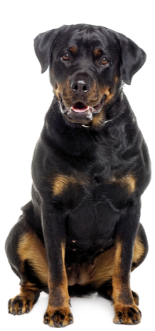 standard di razza del rottweiler